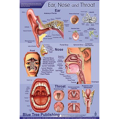 Nose and throat diagram